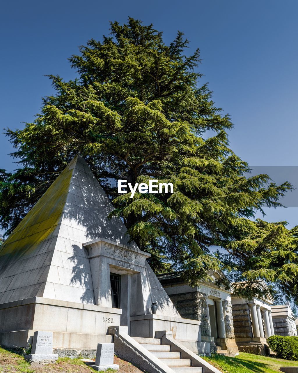 LOW ANGLE VIEW OF TREE AGAINST CLEAR SKY