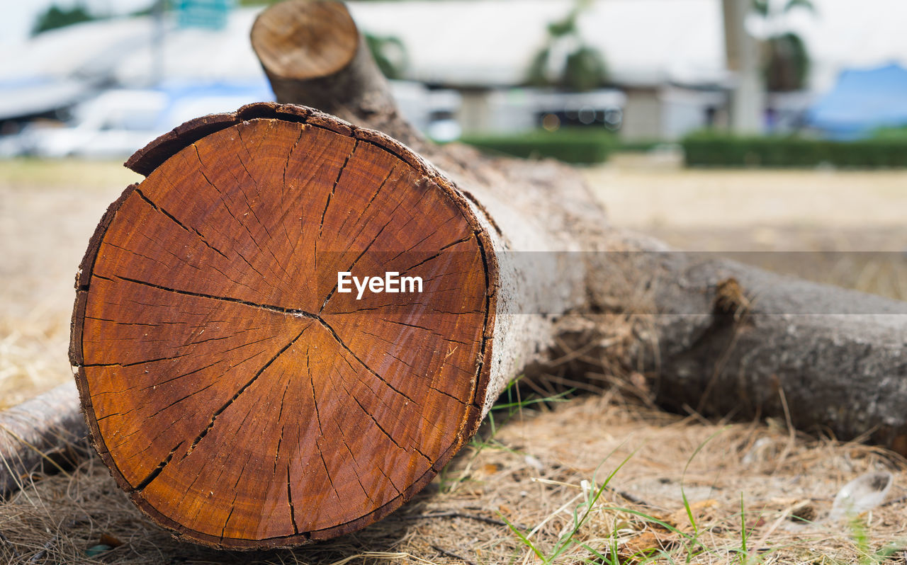 Close-up of log on wood in forest