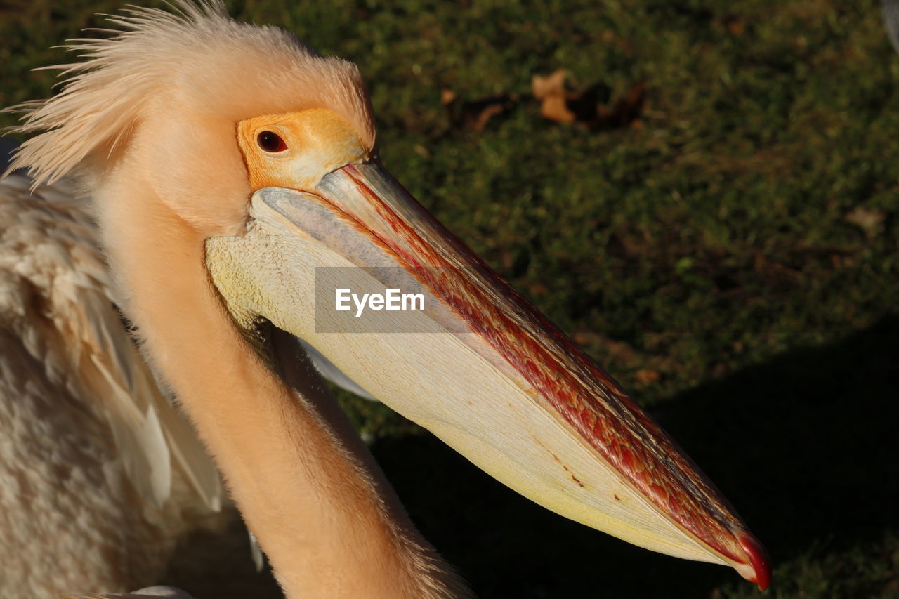 Close-up of a pelican bird