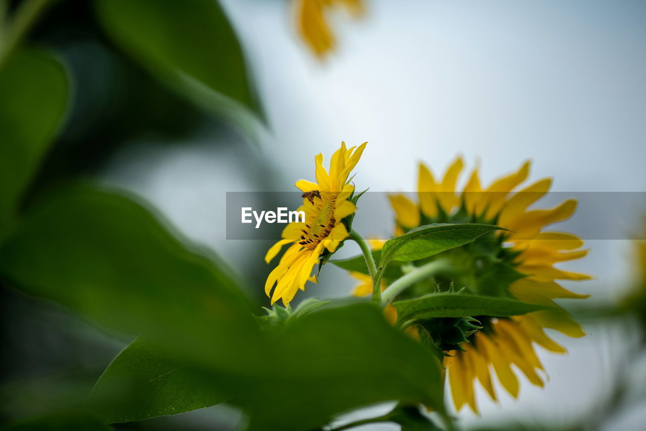 Close-up of yellow flowering plant