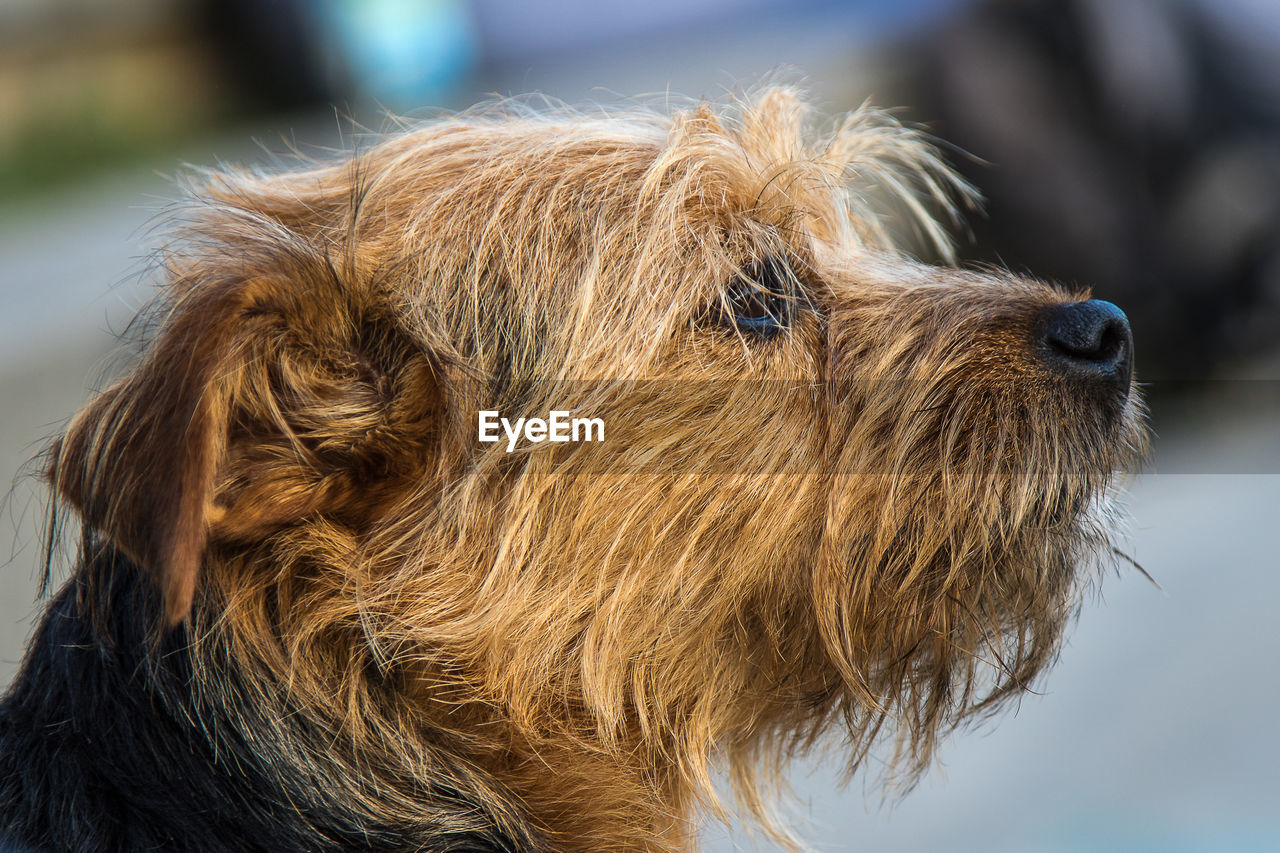 Close-up of a dog looking away