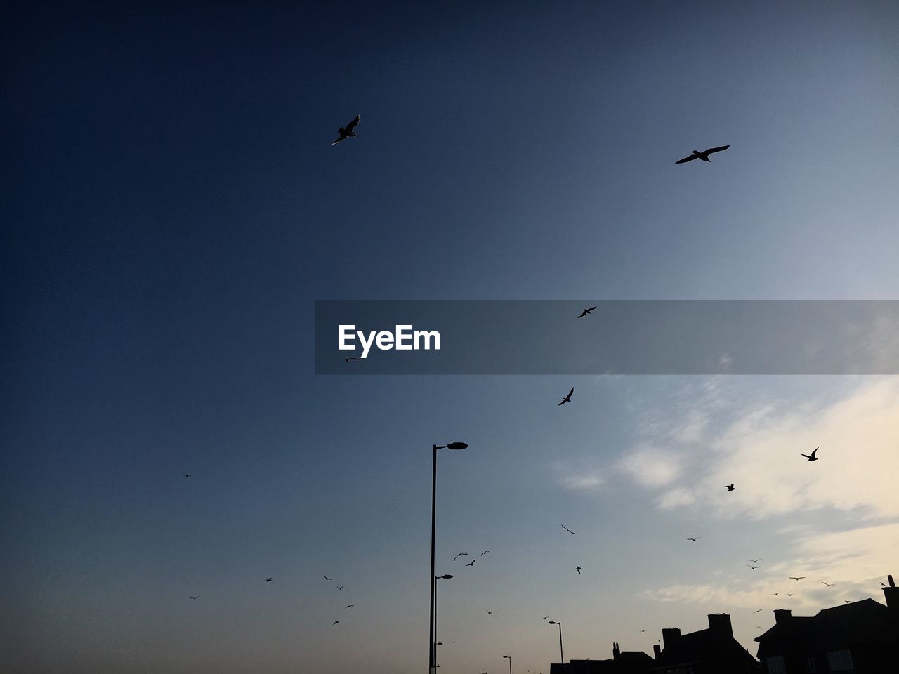 SILHOUETTE BIRDS FLYING AGAINST SKY