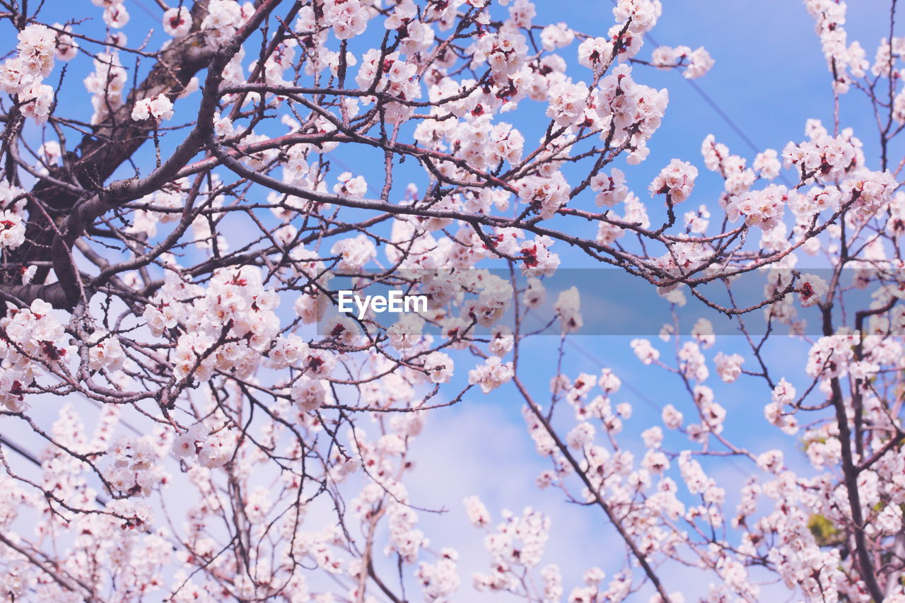 Low angle view of cherry trees against blue sky