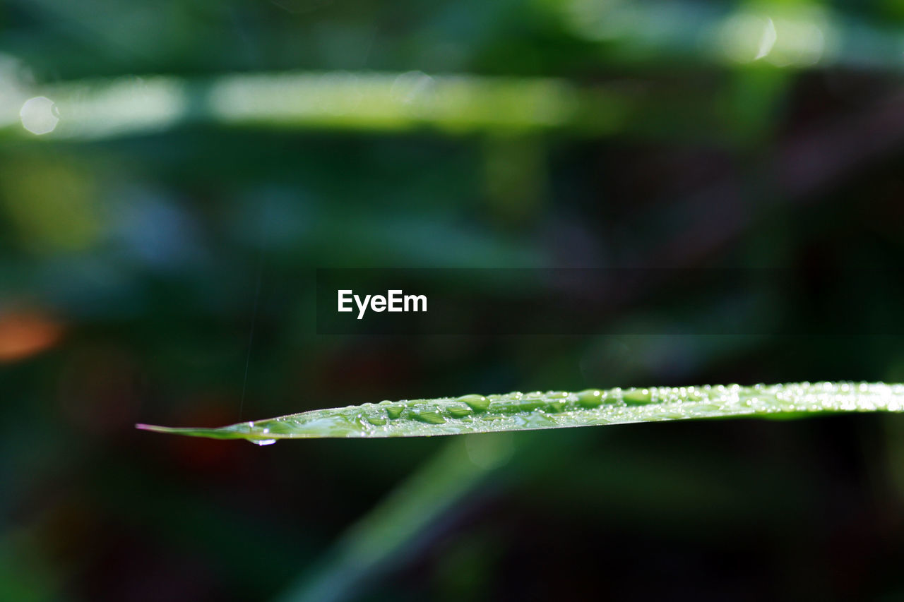 Close up of dew drops on grass blade