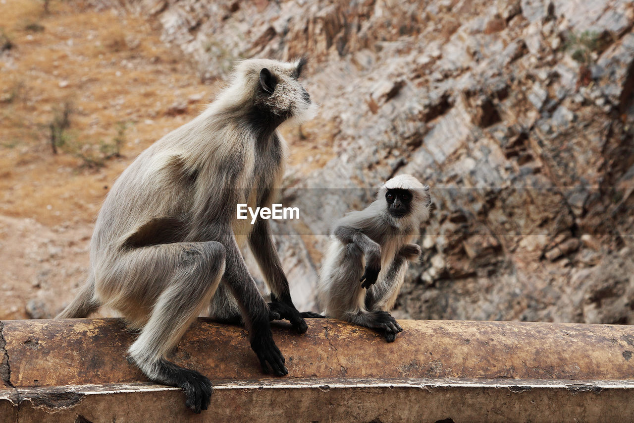 Langur family sitting on retaining wall outside temple