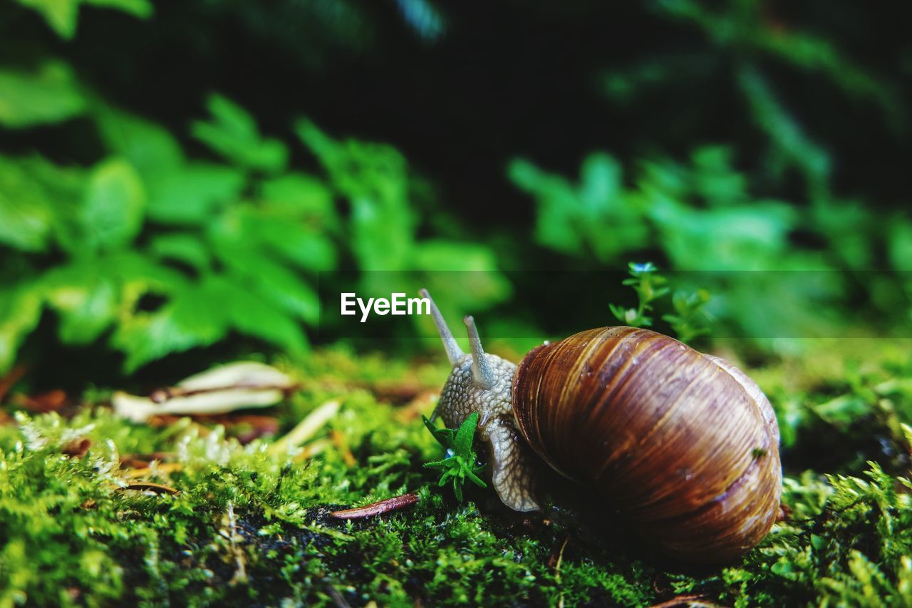 Close-up side view of snail on leaf