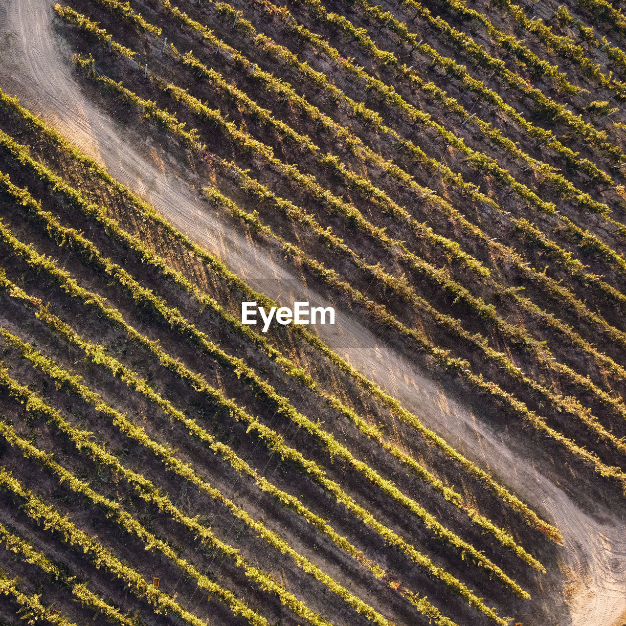 Full frame shot of agricultural field