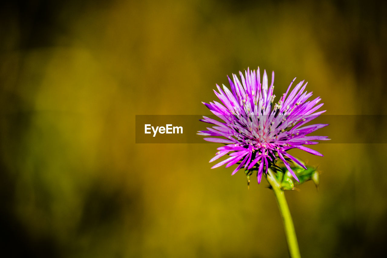 Close-up of purple thistle flower