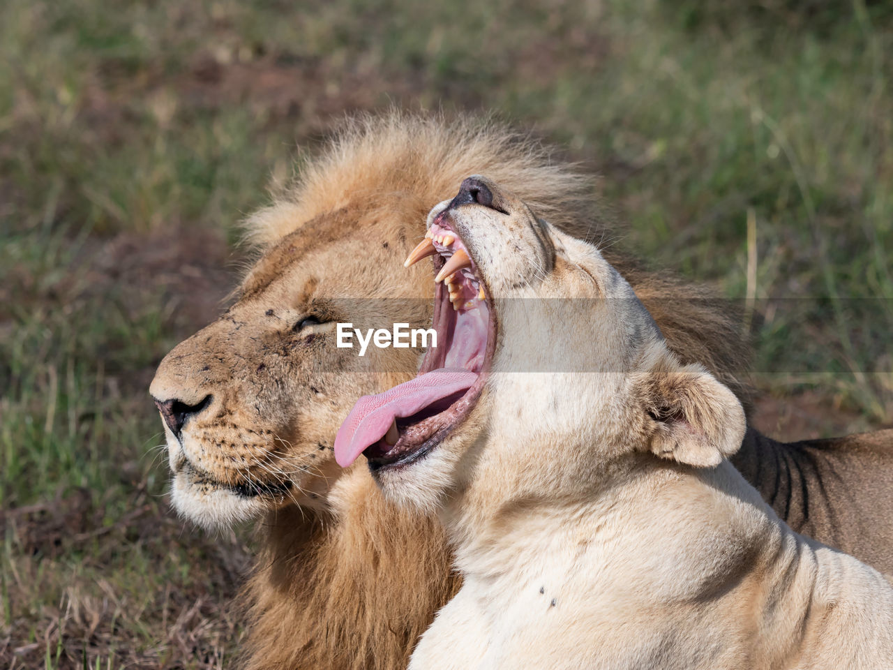 White lioness bearing teeth in the foreground with a male lion behind