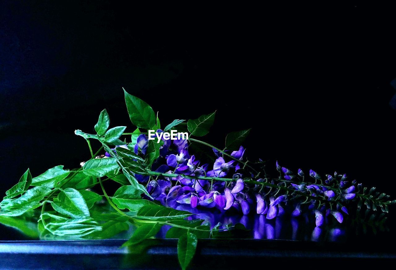 CLOSE-UP OF FLOWERS IN BLACK BACKGROUND