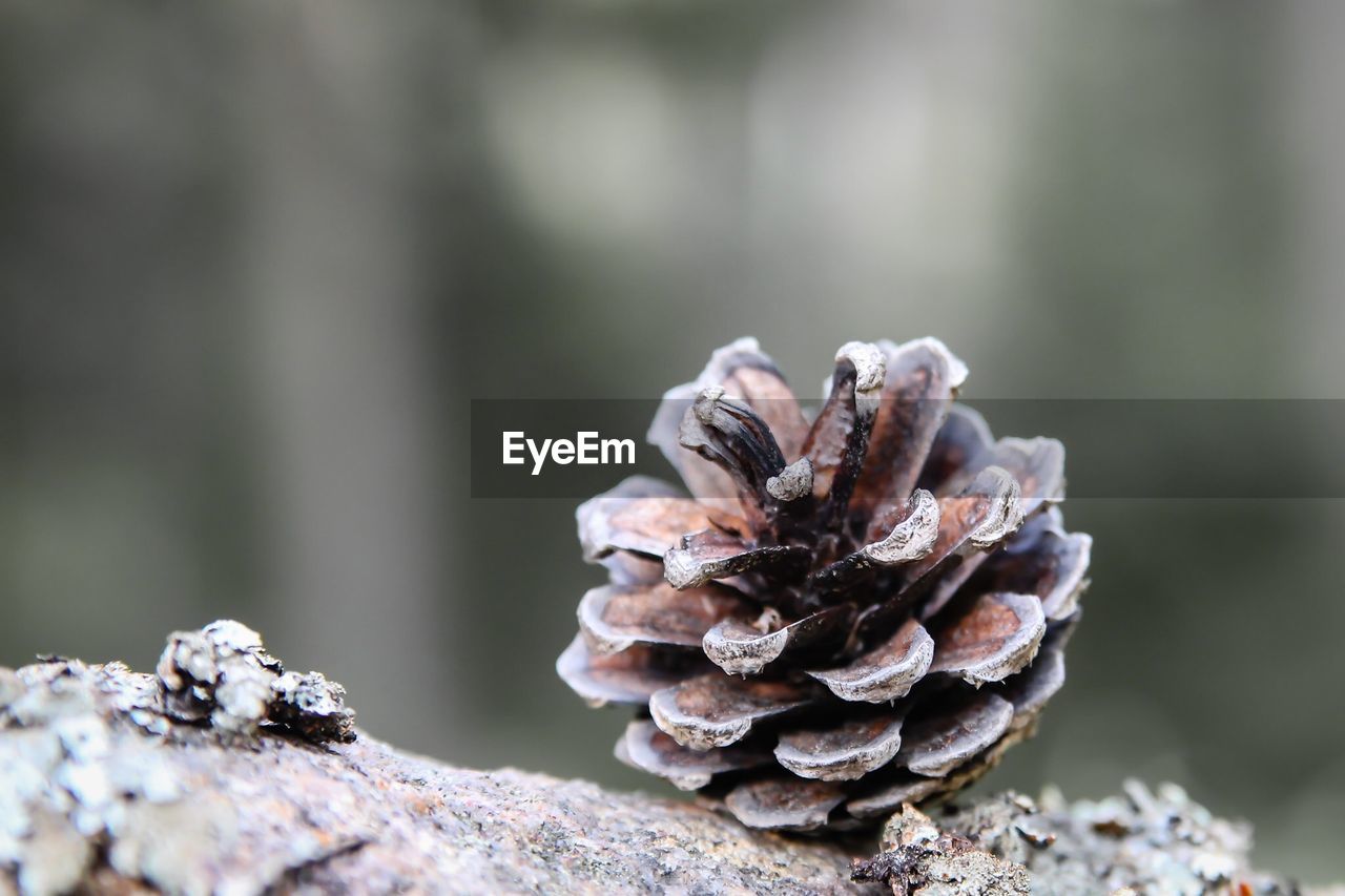 Close-up of pine cone