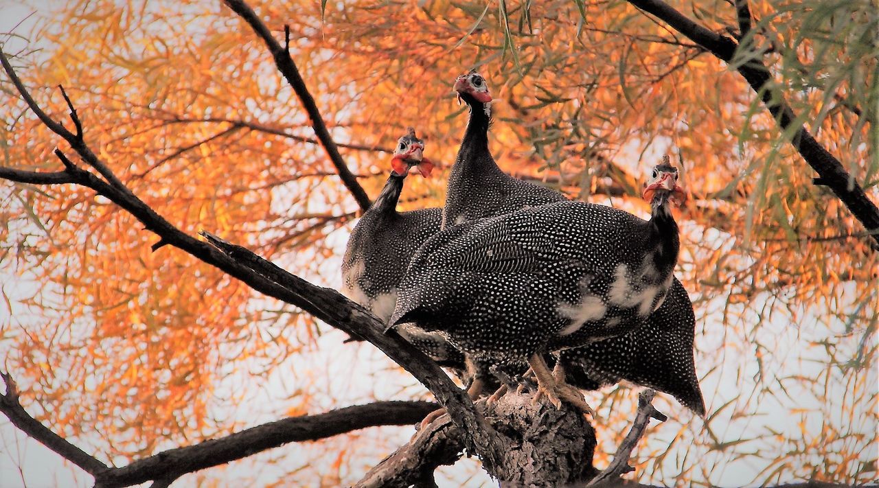 CLOSE-UP OF BIRD ON BRANCH