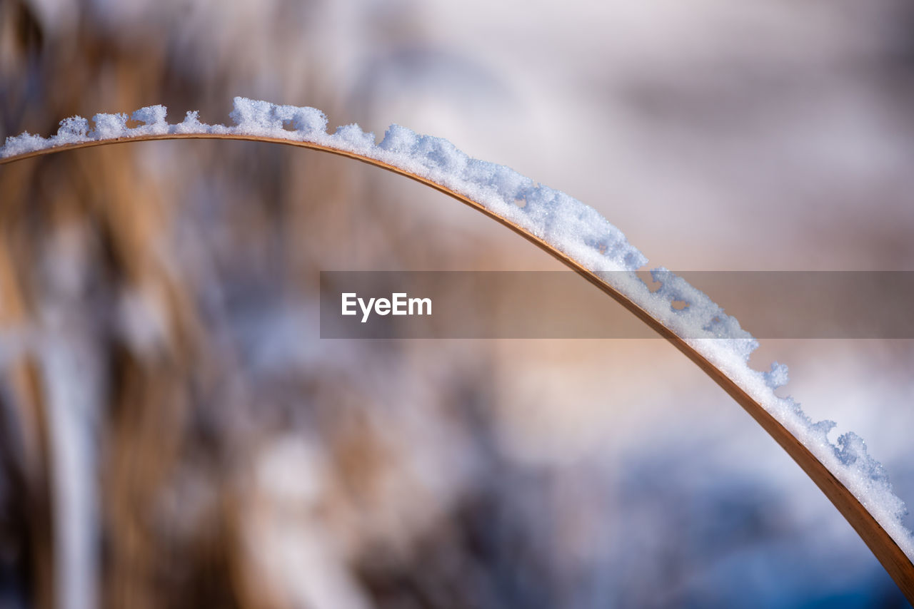 CLOSE-UP OF FROZEN PLANT DURING WINTER
