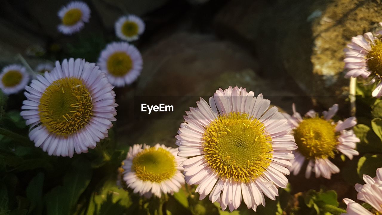 Close-up of white daisy flowers