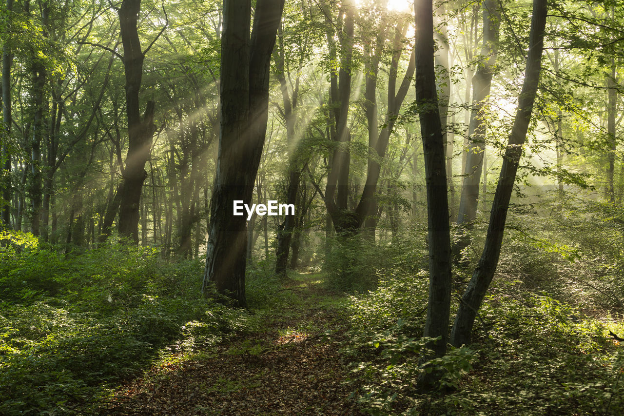 SCENIC VIEW OF FOREST