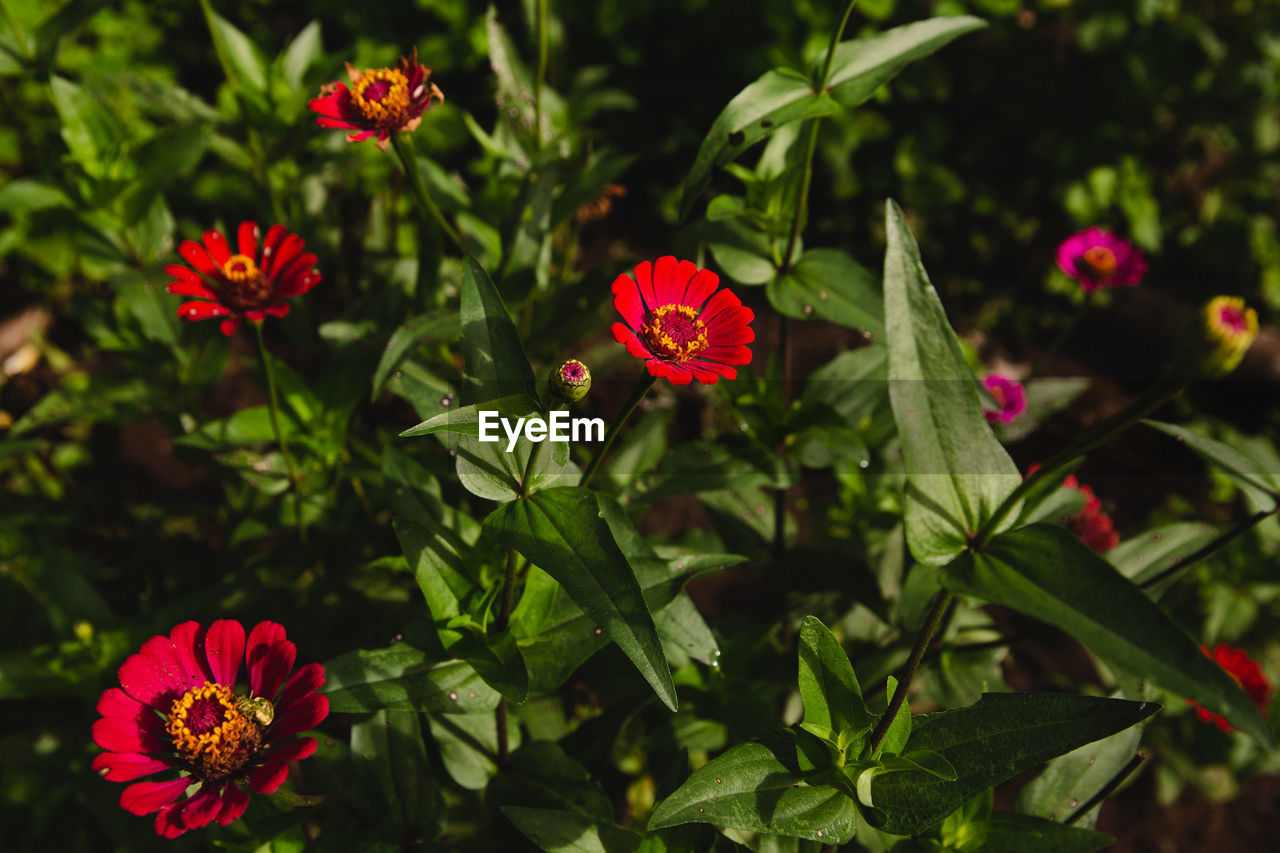 Close-up of red flowering plants