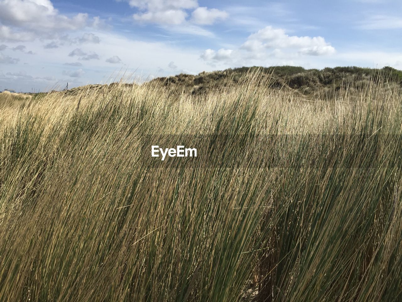 Scenic view of wheat field against sky