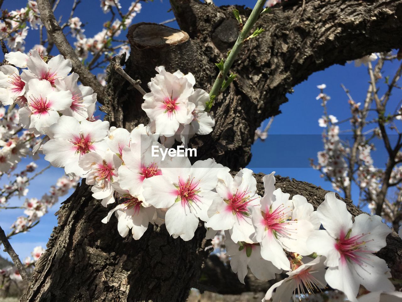 CLOSE-UP OF WHITE BLOSSOMS