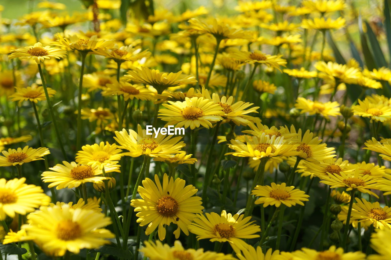 Close-up of yellow flowering plants on field