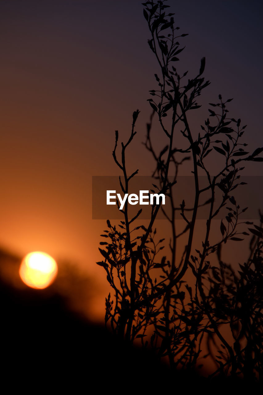 SILHOUETTE TREE AGAINST ORANGE SKY