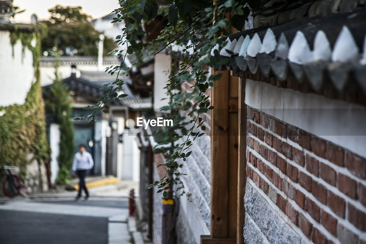 Ivy plant on house at bukchon hanok village