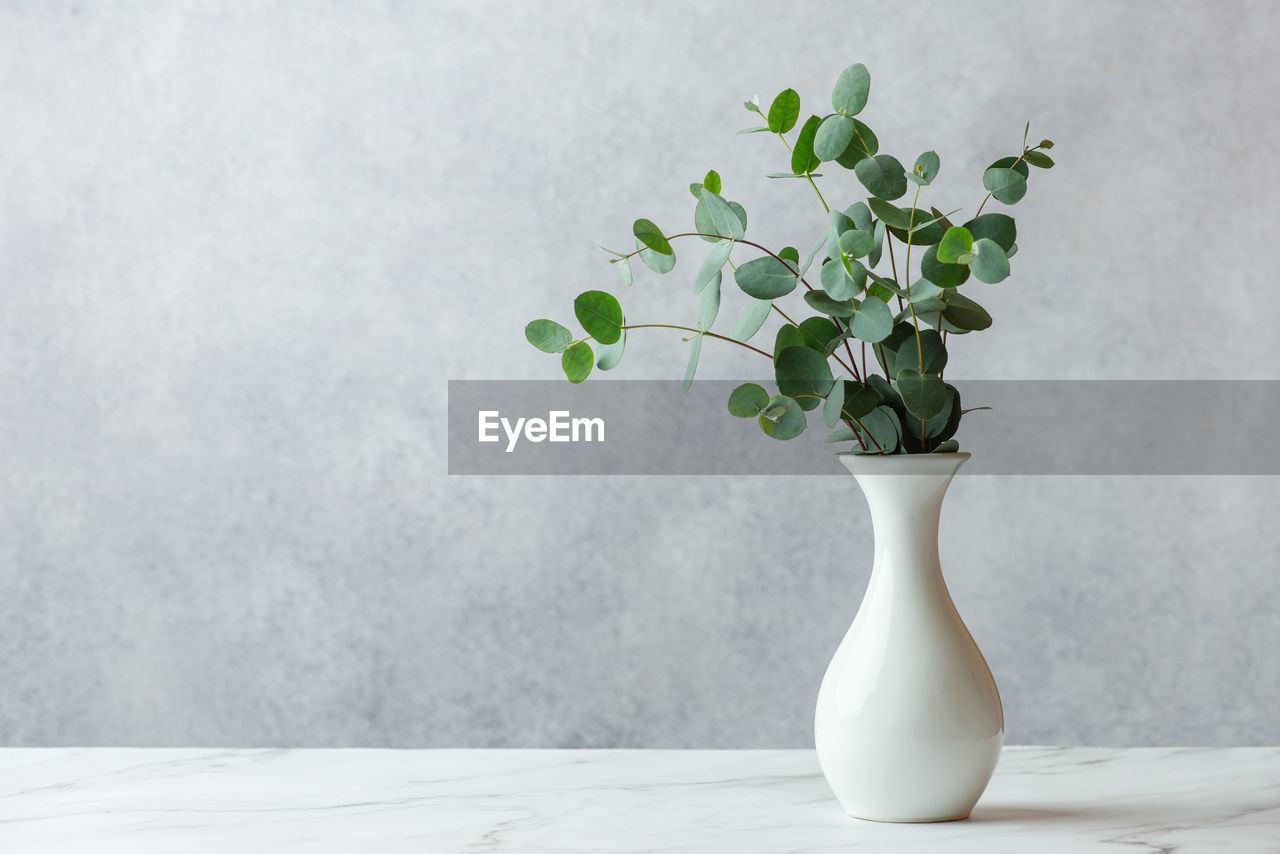 White vase with eucalyptus on a gray background