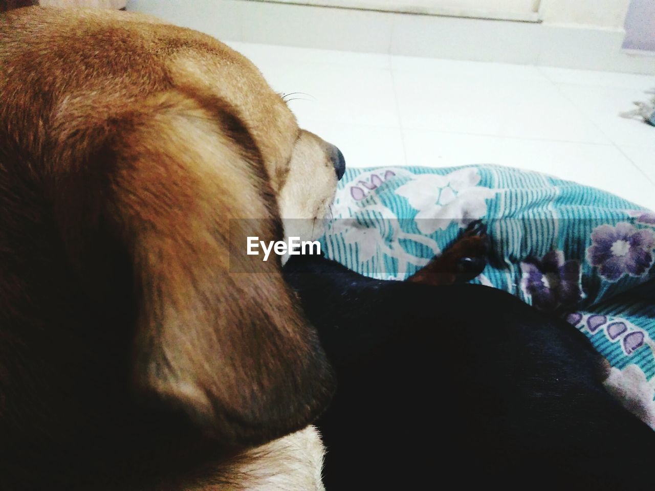 CLOSE-UP OF DOG SLEEPING ON BLANKET