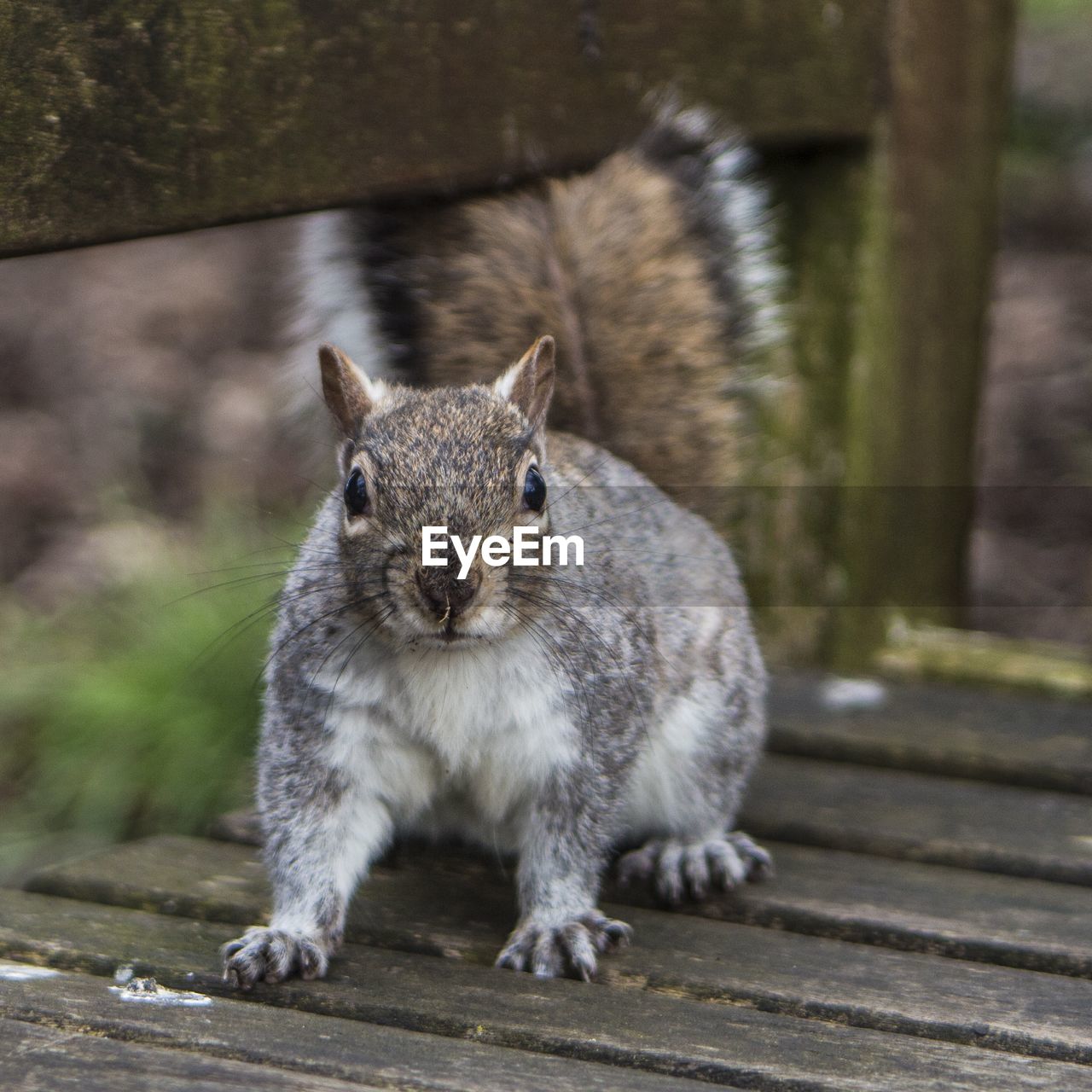 Urban squirrel sitting on a bench.