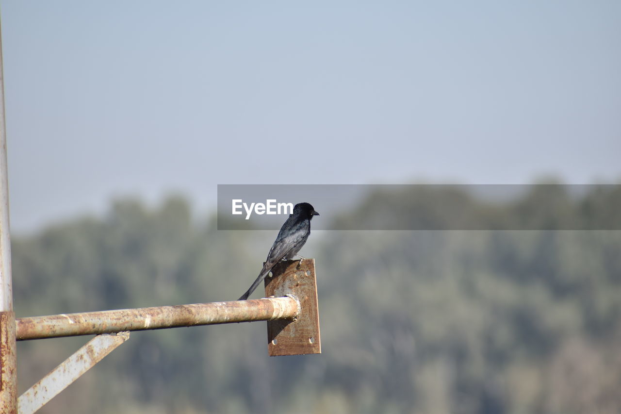 Close-up of bird perching on railing against sky