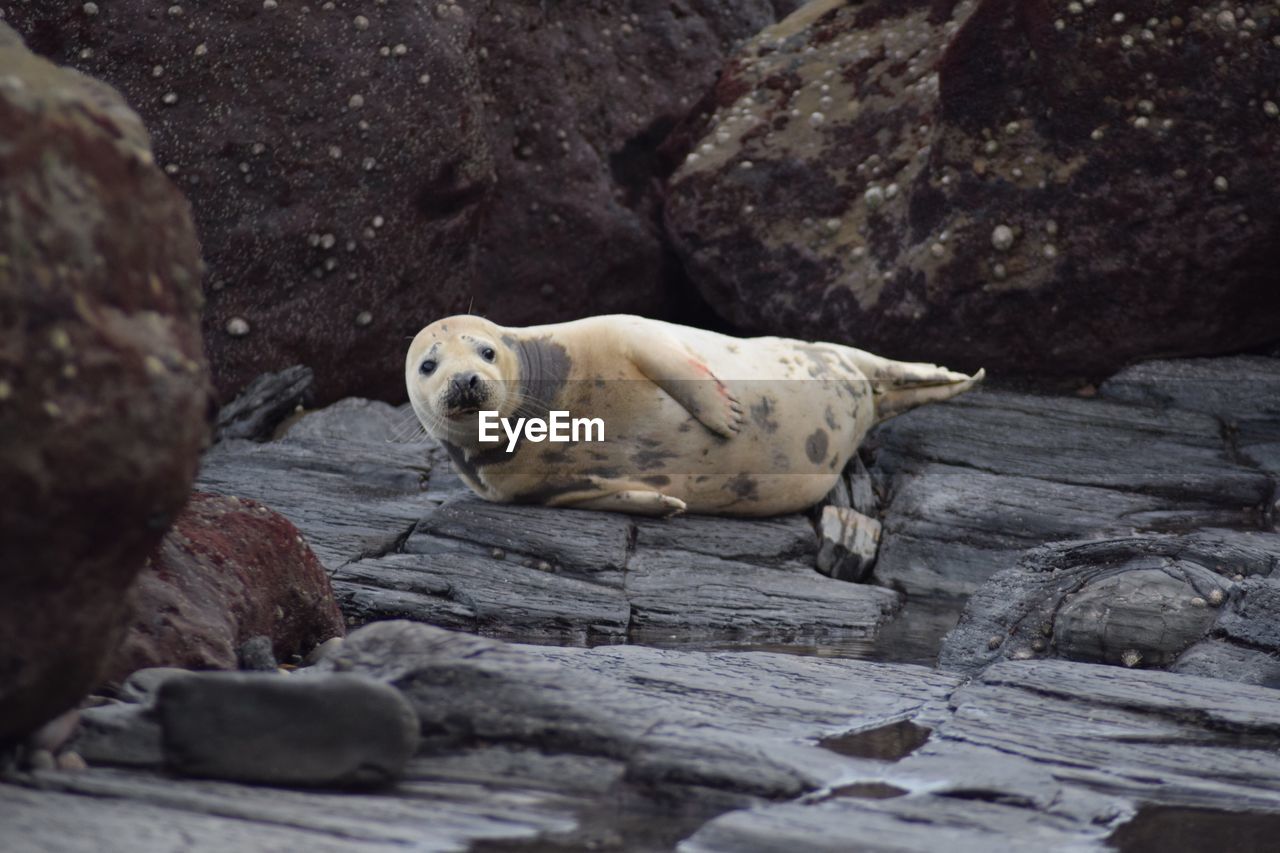 Portrait of seal on rock