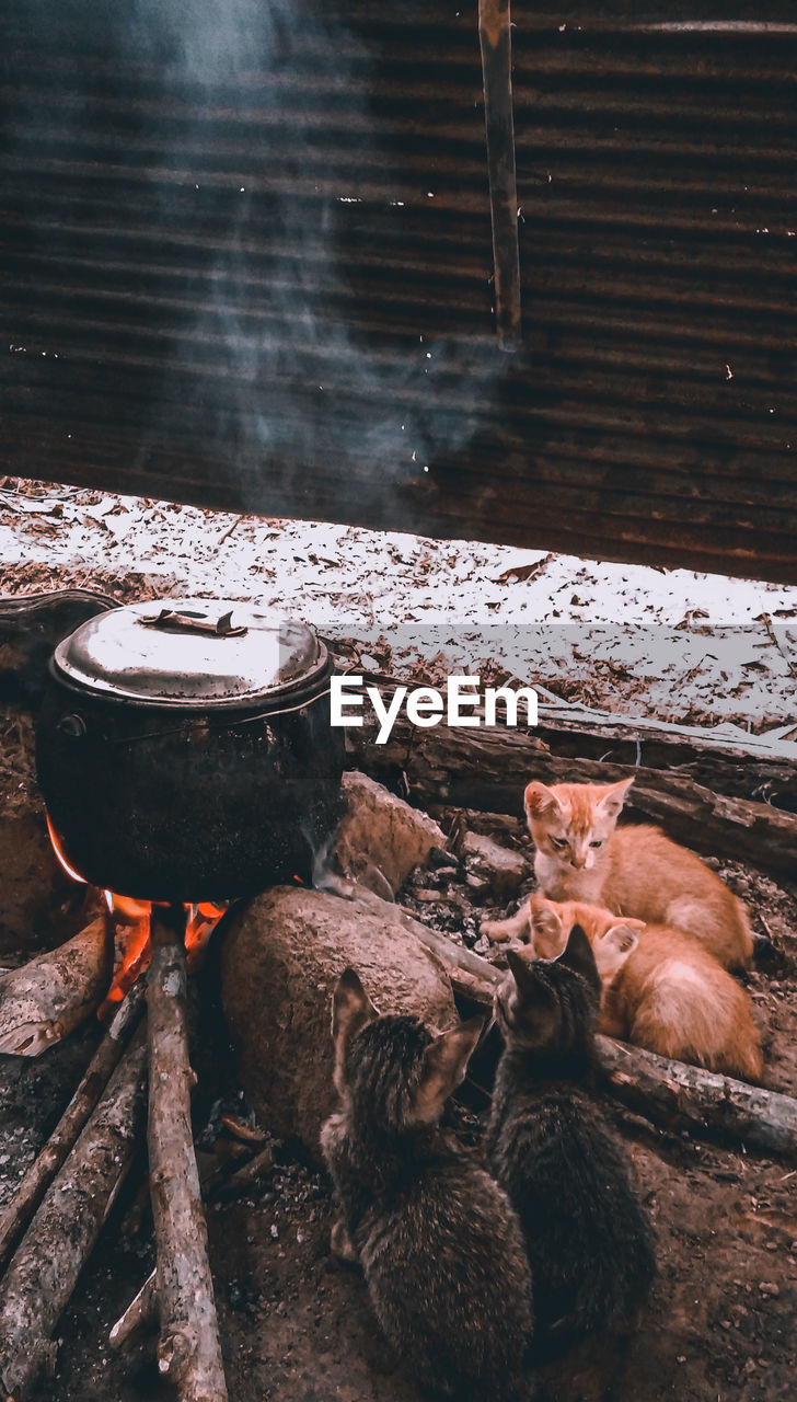 The cats wait patiently for their food to cook