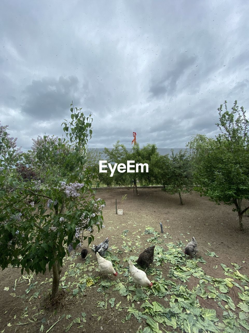 plant, tree, nature, cloud, water, day, beauty in nature, outdoors, no people, green, sky, growth, flower, environment, land, scenics - nature, high angle view, leaf