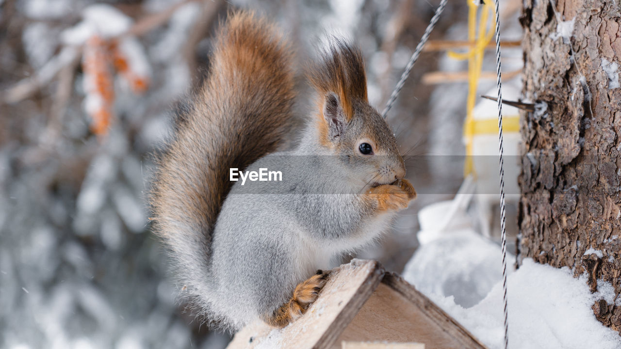 animal, animal themes, squirrel, animal wildlife, mammal, rodent, winter, one animal, wildlife, whiskers, no people, tree, nature, snow, eating, close-up, chipmunk, outdoors, branch, cute, pet, animal hair, focus on foreground, animal body part, gray, day