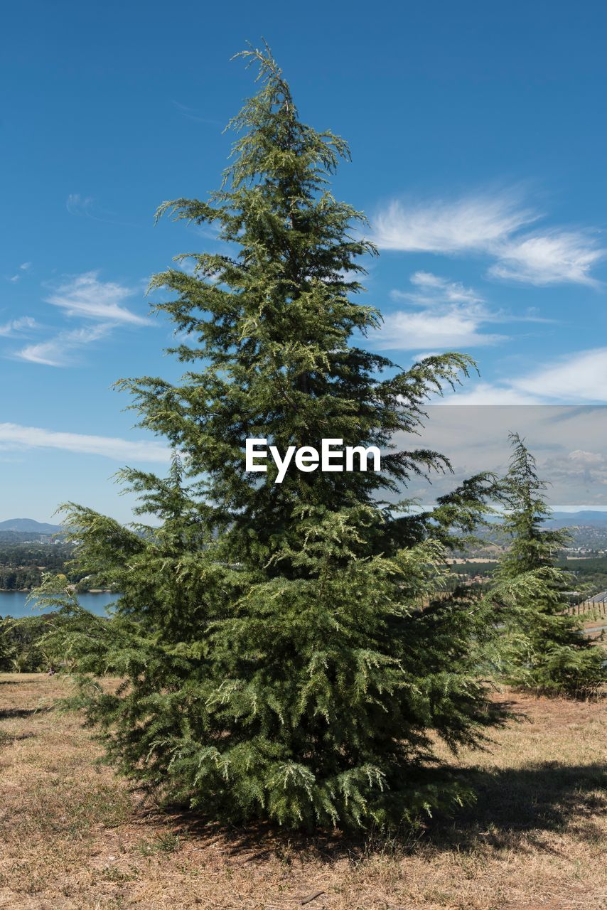 TREE BY PLANT AGAINST SKY