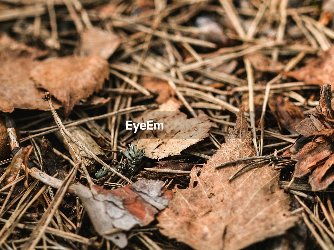 CLOSE-UP OF DRY LEAVES