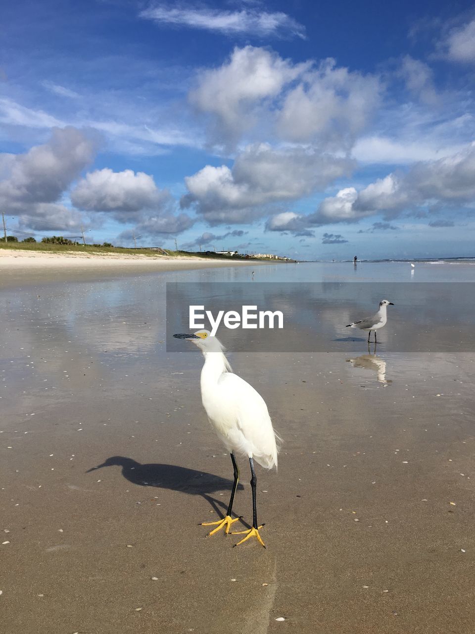 SEAGULLS PERCHING ON SHORE