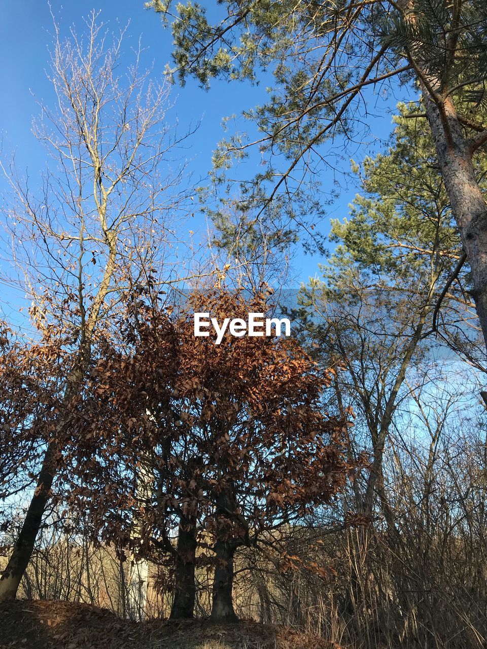 LOW ANGLE VIEW OF TREES IN FOREST AGAINST CLEAR SKY