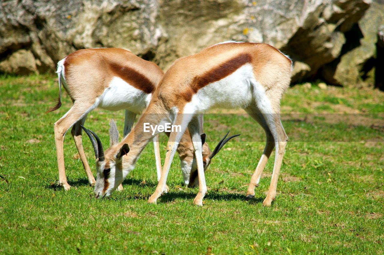 CLOSE-UP OF HORSE GRAZING ON FIELD