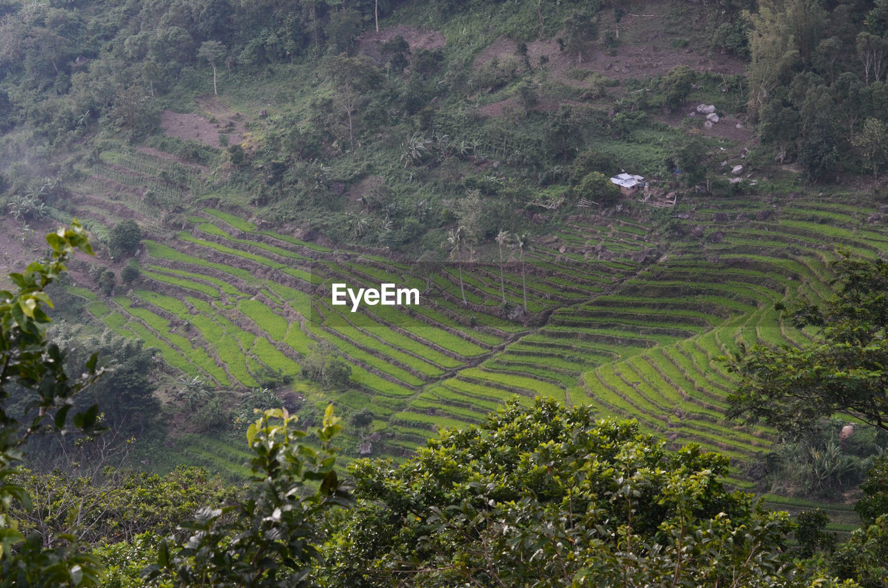 High angle view of agricultural field