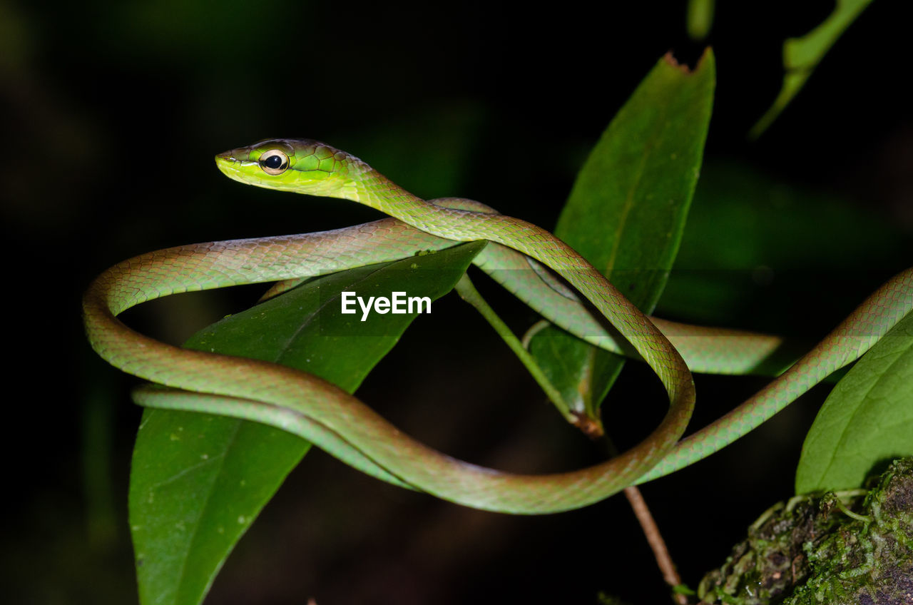 Cope's vine snake - oxybelis brevirostris in rainforest