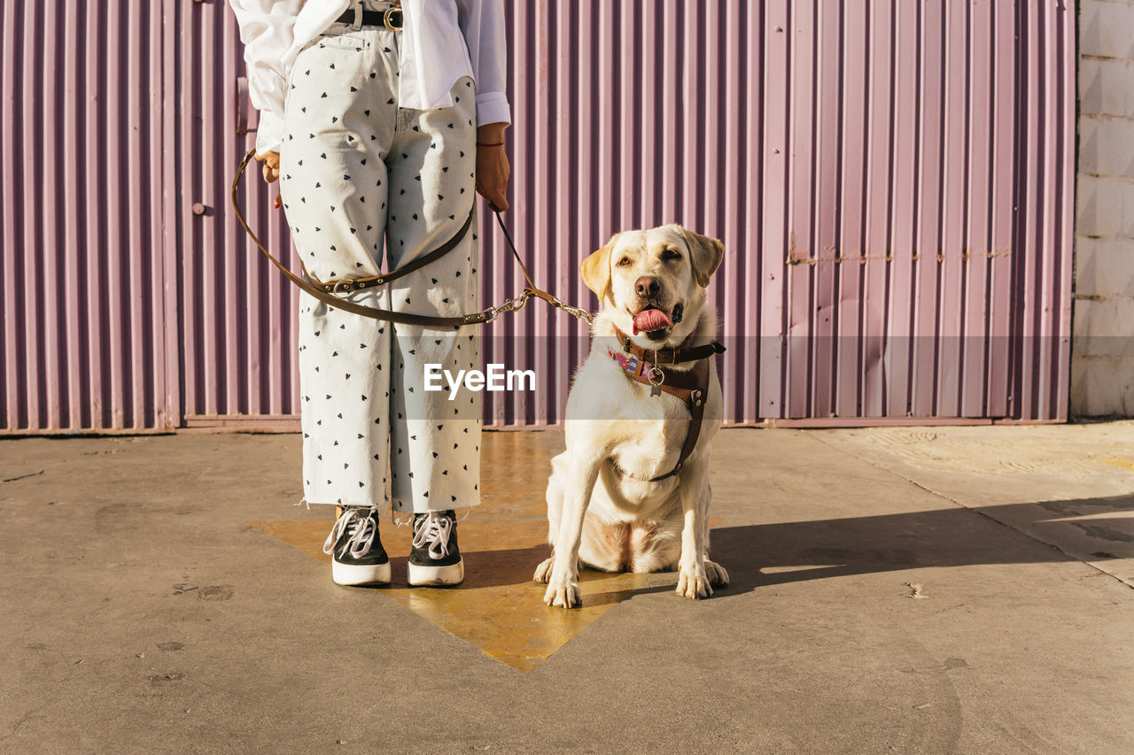 Woman standing on arrow symbol with labrador retriever dog