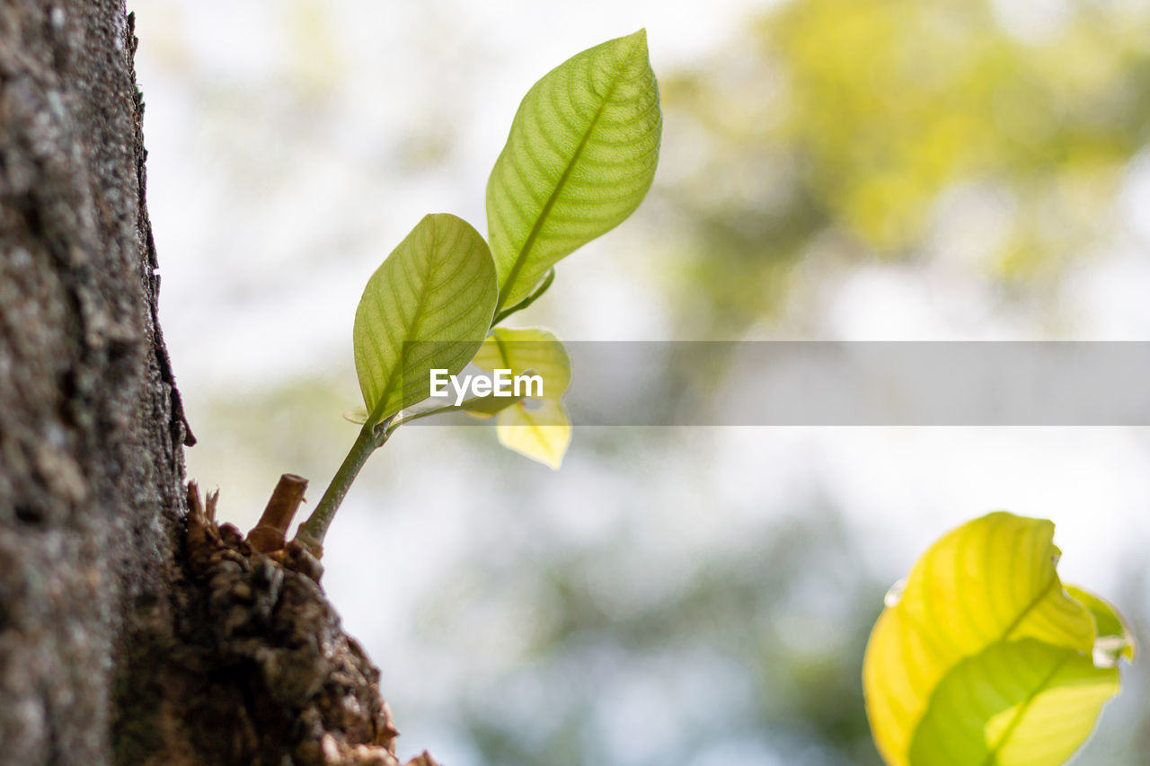 Close-up of yellow leaves on tree trunk