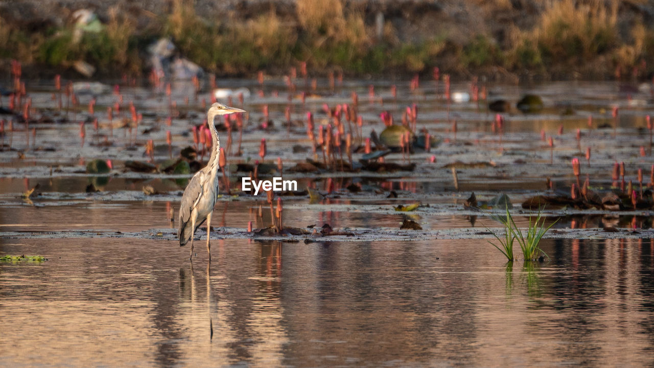 BIRDS IN LAKE