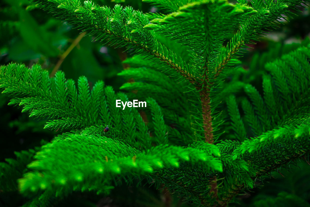 Close-up of green leaves on the plant