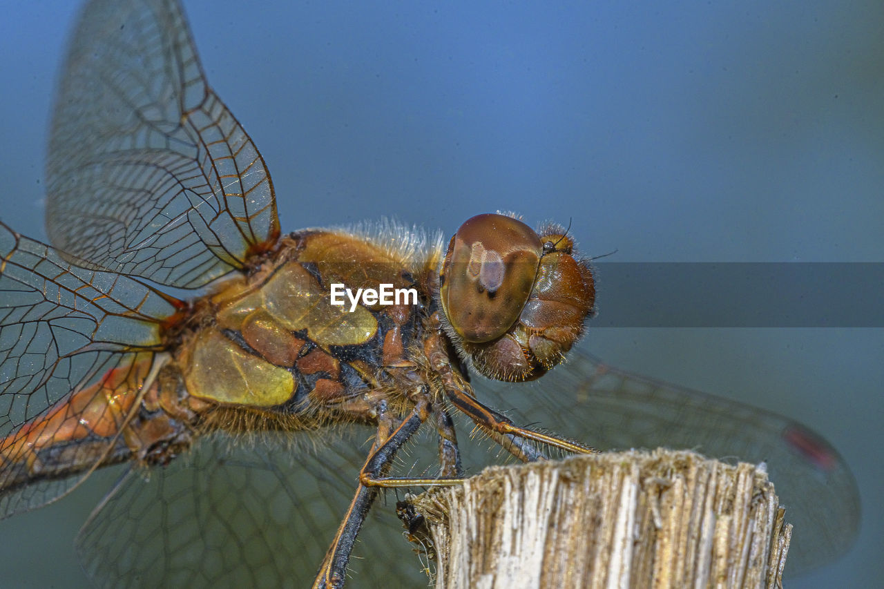 CLOSE-UP OF DRAGONFLY ON ROCK