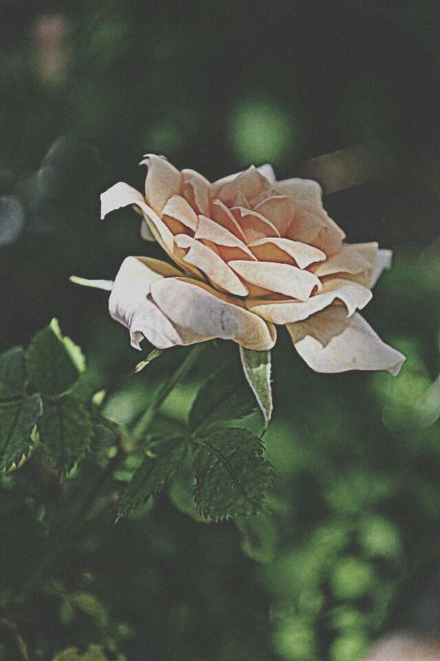 CLOSE-UP OF FLOWERS