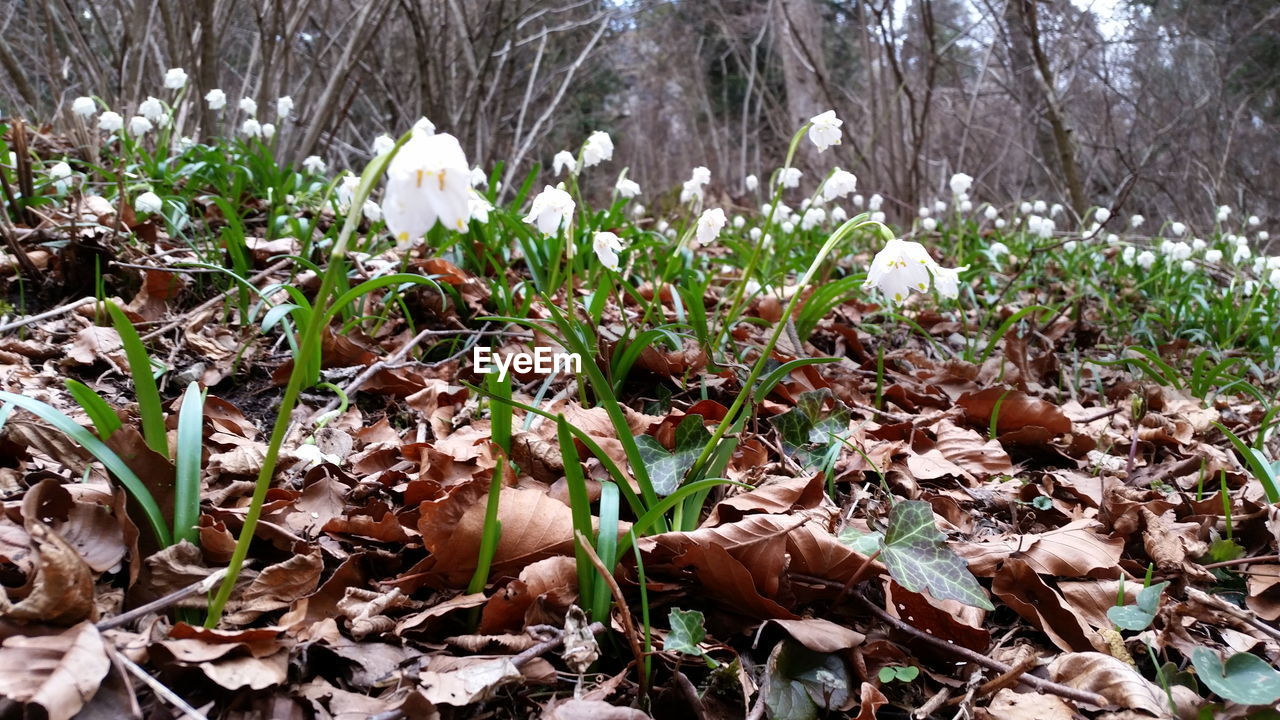 CLOSE-UP OF WHITE FLOWERS