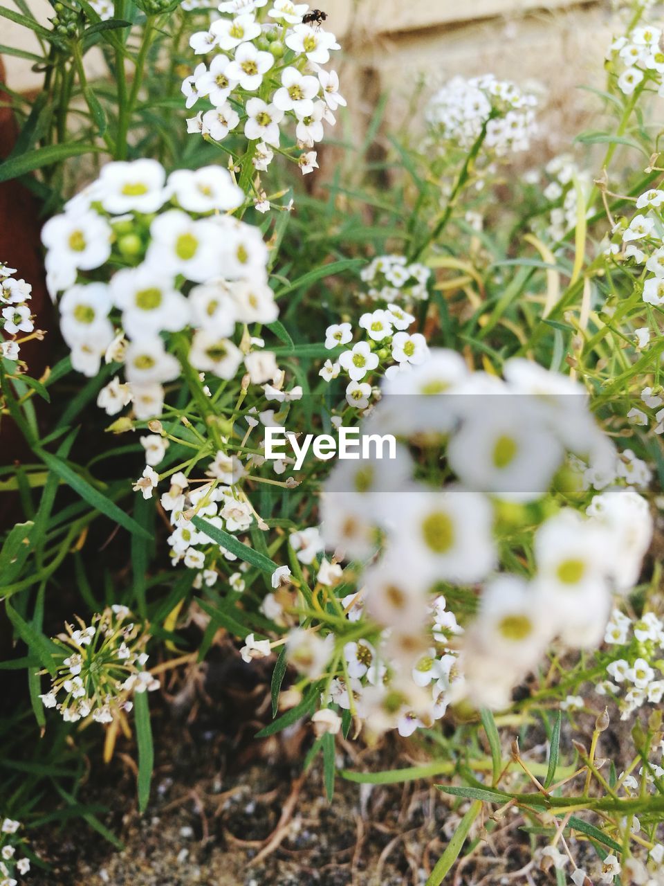 CLOSE-UP OF WHITE FLOWERS BLOOMING