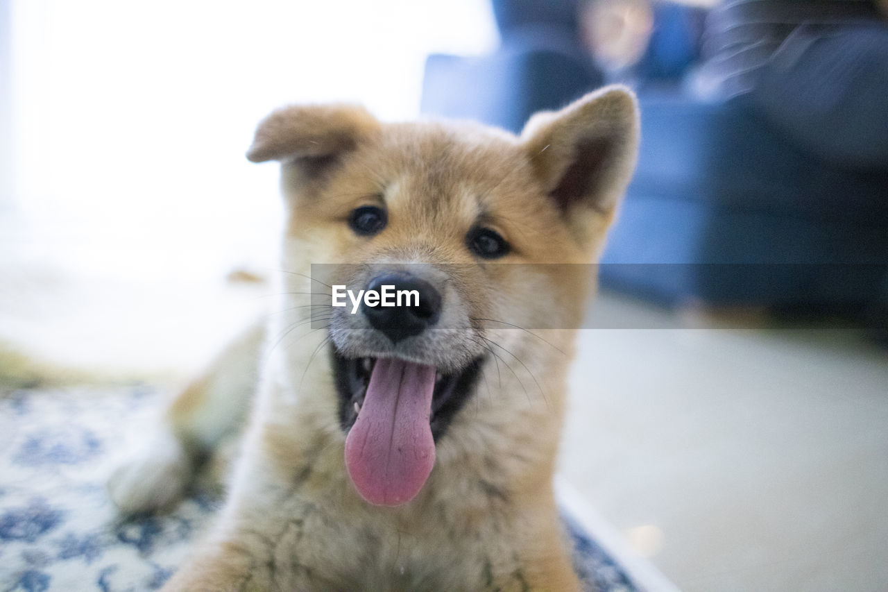 Close-up portrait of dog sticking out tongue indoors