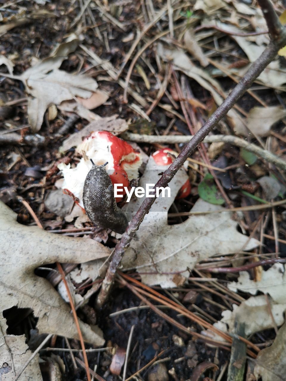 HIGH ANGLE VIEW OF MUSHROOMS IN FIELD